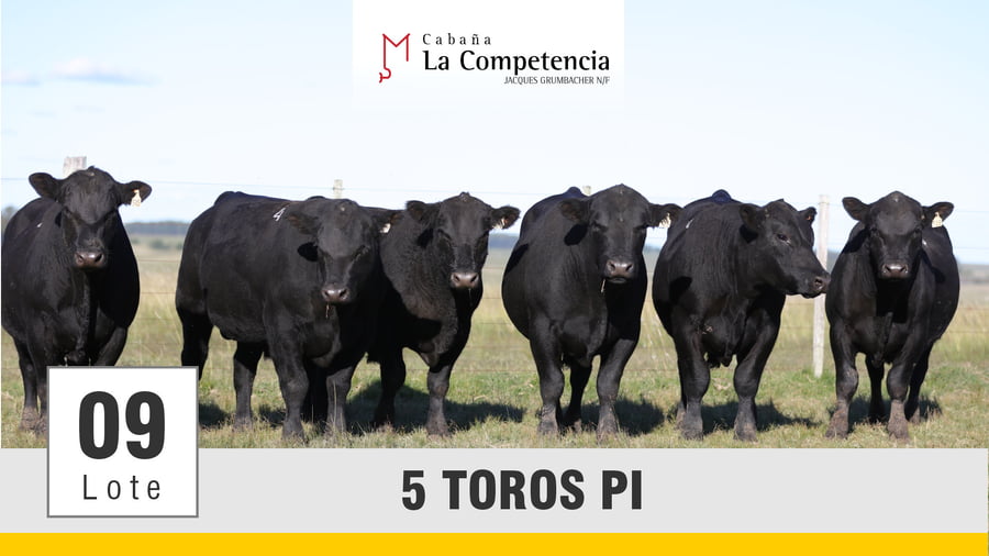 Lote (Vendido)Toros a remate en Subasta Toros de La Competencia, Montevideo