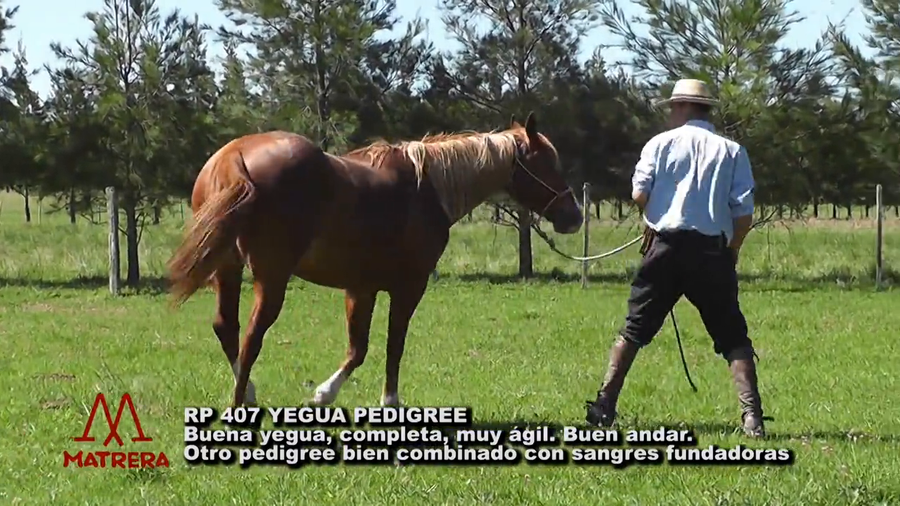 Lote MATRE PEPPY COCINERA