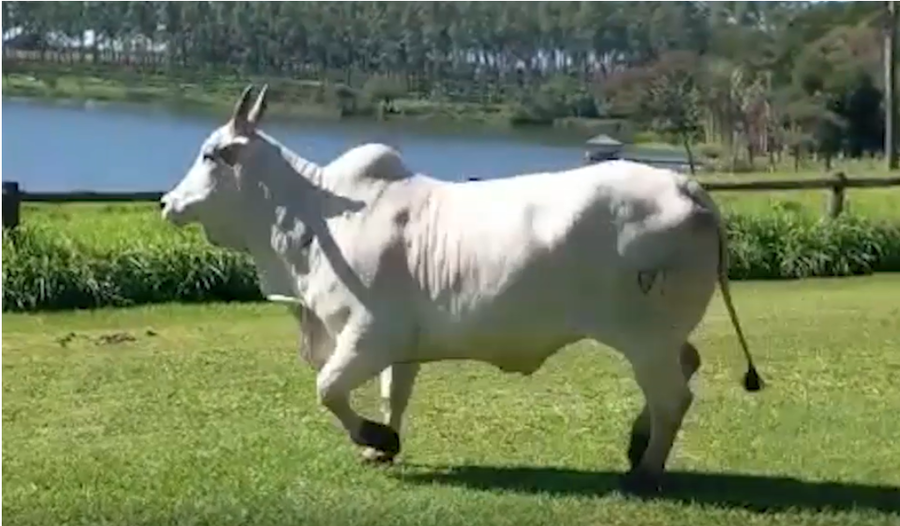 Lote LOTE DONACION - EMBRIONES