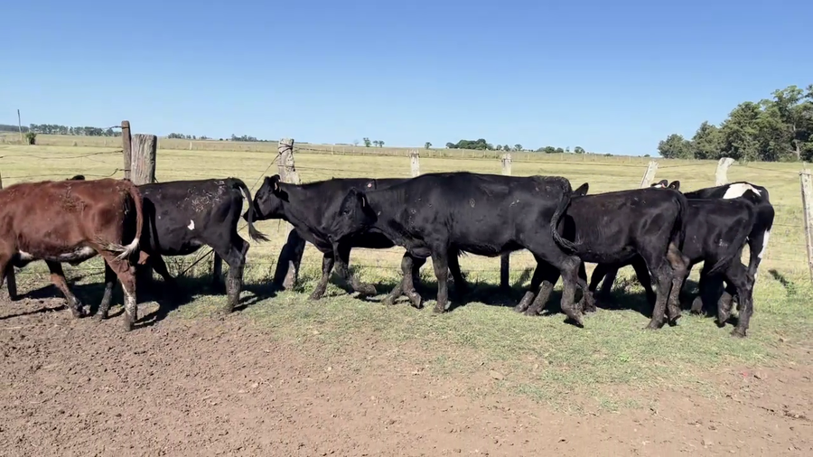 Lote TERNERAS
