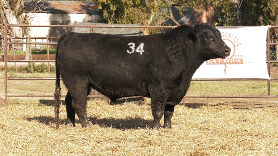 Lote TOROS ANGUS NEGROS  PC