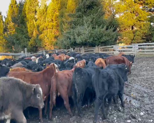 Lote 50 Ternero en XI Región Aysén, Coyhaique