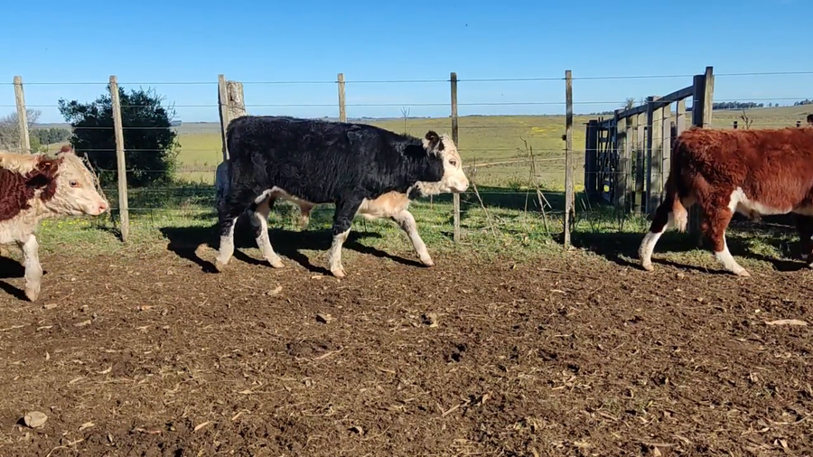 Lote Abelardo Olmedo - Jaso y Jaso