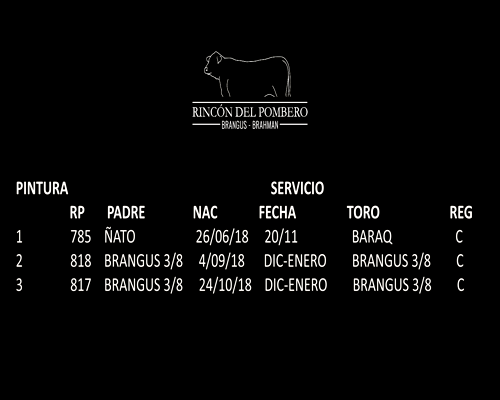 Lote TRIO VAQUILLAS NEGRAS