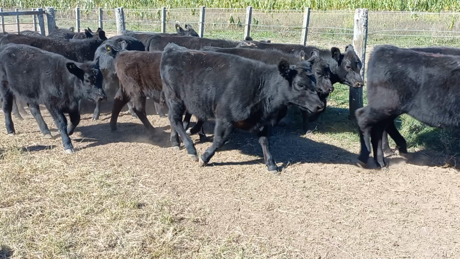 Lote 30 Terneras en Buenos Aires, PASMAN