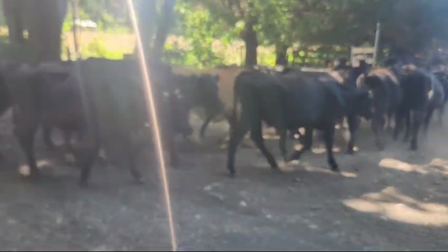Lote 110 Novillo Engorda en Cunco, IX Región Araucanía