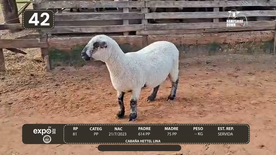 Lote LOTE 42 - CAMPO