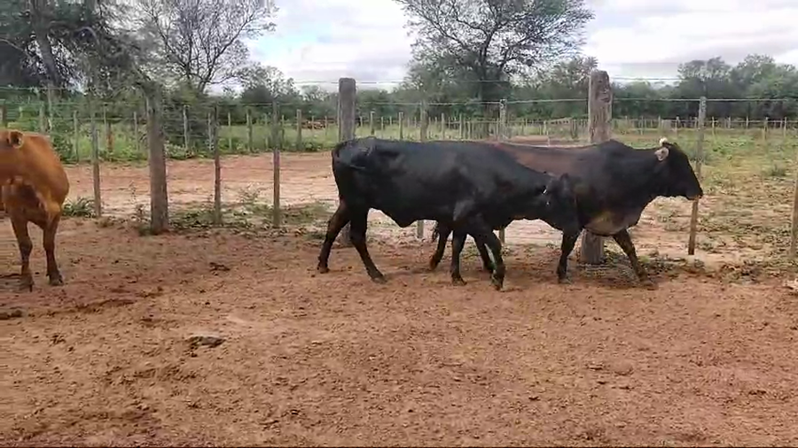 Lote 35 Vacas de invernar en Campo Gallo, Santiago del Estero
