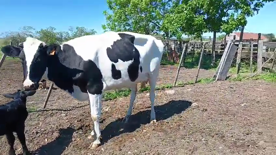 Lote Vaquillonas  a remate en Pantalla Camy 500kg - , San José