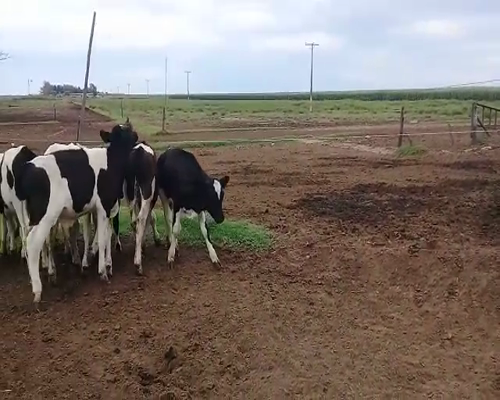 Lote 16 Terneros Holandos