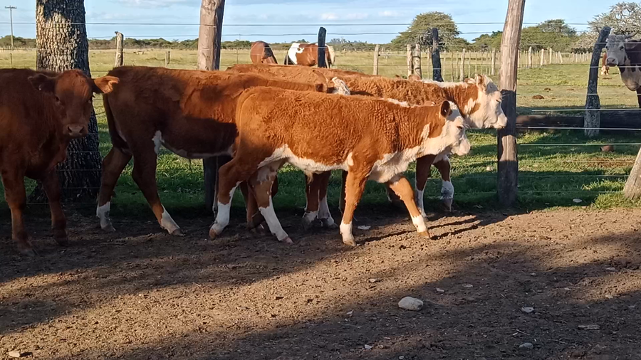 Lote 17 Terneros en Corrientes, Curuzu Cuatia