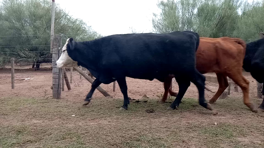 Lote 29 Vacas nuevas C/ cria en La Pampa, Realicó