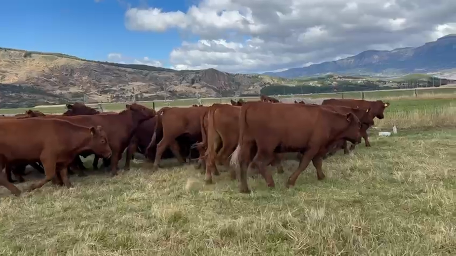 Lote 40 Novillo Engorda en Coyhaique, XI Región Aysén