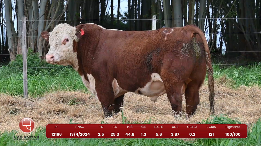 Lote Lote 24