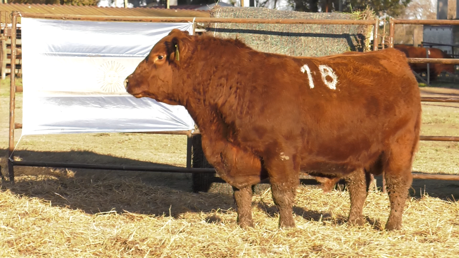 Lote TOROS ANGUS COLORADOS  PC
