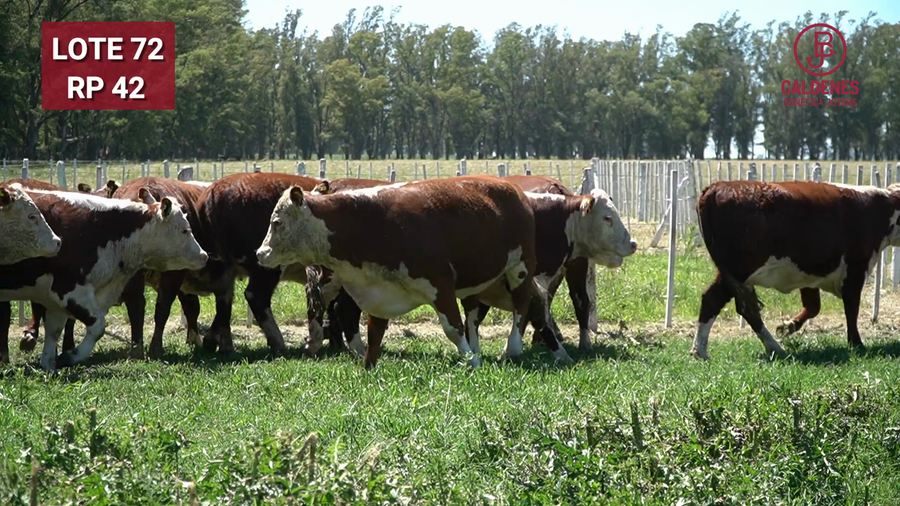 Lote VAQUILLONAS PREÑADAS RG x IA  -PARICION OTOÑO 2026-