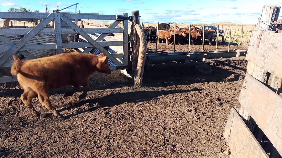 Lote 12 Terneros/as en Salazar