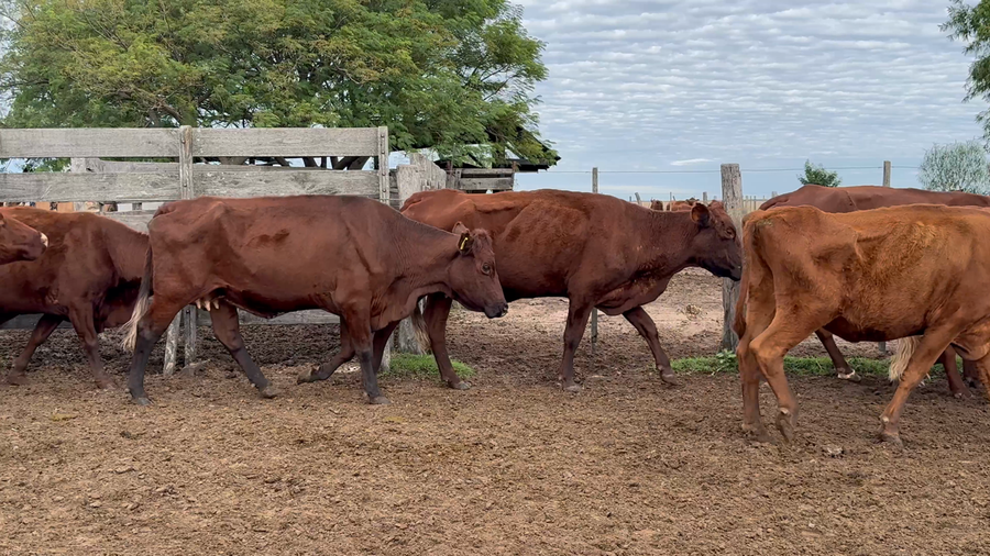 Lote 70 Vacas de invernar