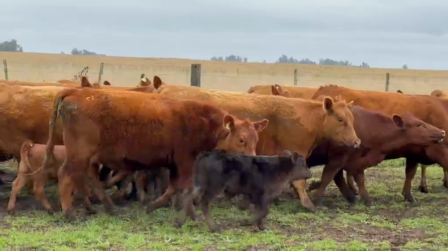 Lote 22 Vaquillonas con cría en Mechongué