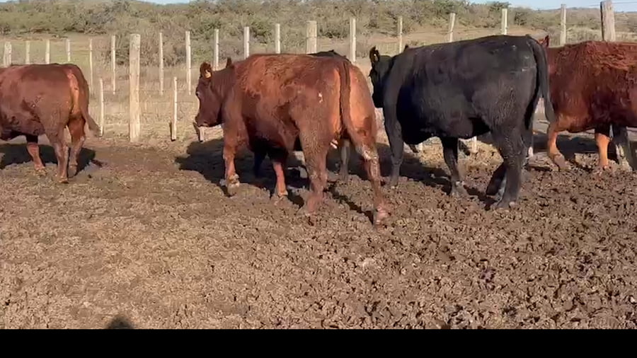Lote 11 TOROS - 6 VACAS - 2 VAQ.