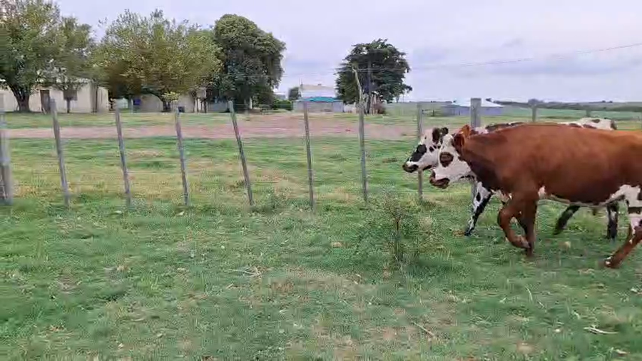 Lote Novillos 1a2 cruzas