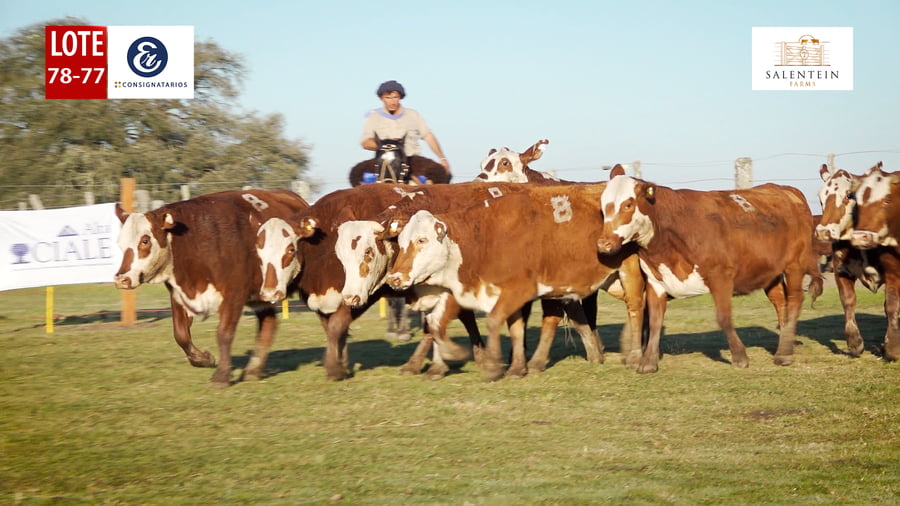 Lote LOTE 78/77 - VAQUILLAS BRAFORD GENERALES - S. COLECTIVO