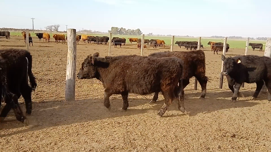 Lote 29 Terneras en Salazar, Buenos Aires