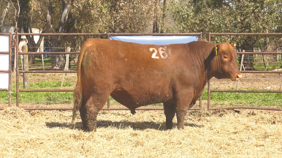 Lote TOROS ANGUS COLORADOS PC