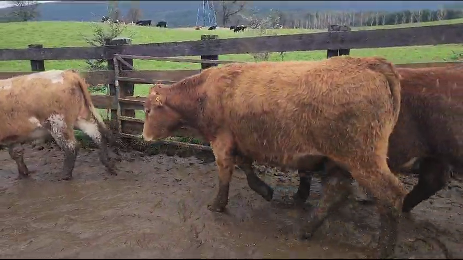 Lote 40 Novillo Engorda en Los Lagos, XIV Región Los Ríos