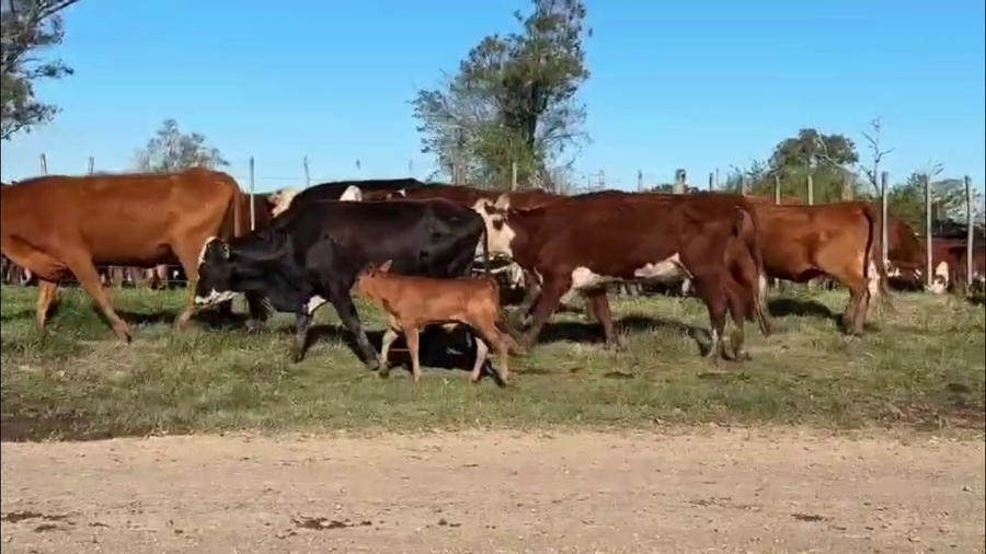 Lote 56 Vacas con Cría