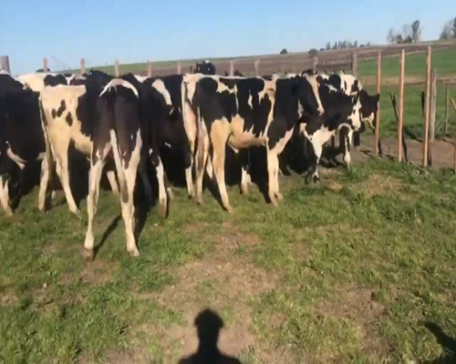 Lote (Vendido)21 Novillos holando a remate en 1º Remate Virtual 385kg -  en MUNDO AZUL