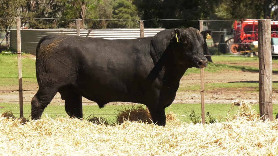 Lote TOROS PUROS CONTROLADOS