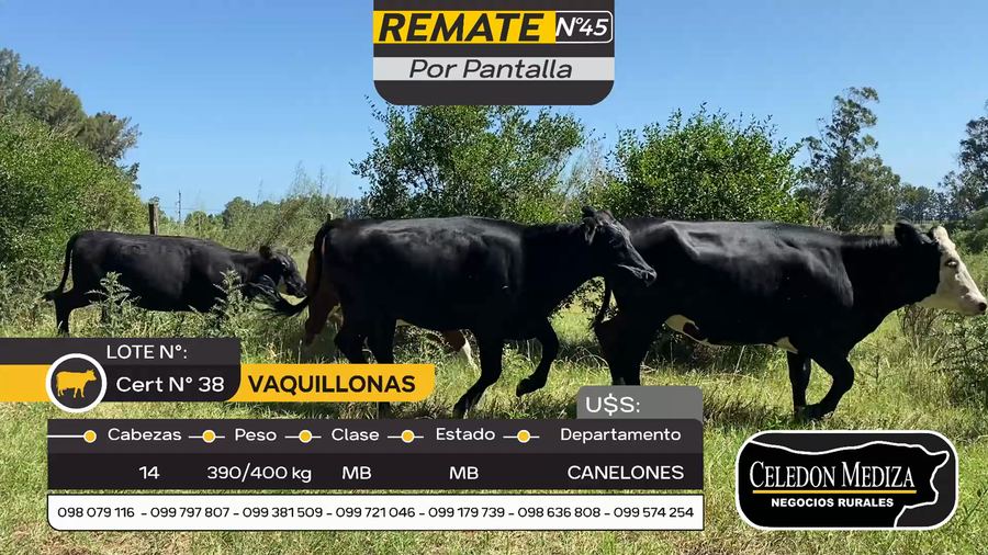 Lote 14 Vaquillonas  en Otra Localidad, Canelones