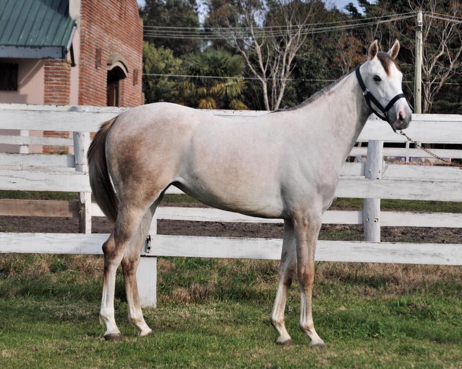 Lote INDIA BLANCA MT
