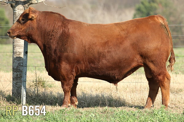 Lote 3 TOROS PUROS DE PEDIGREE