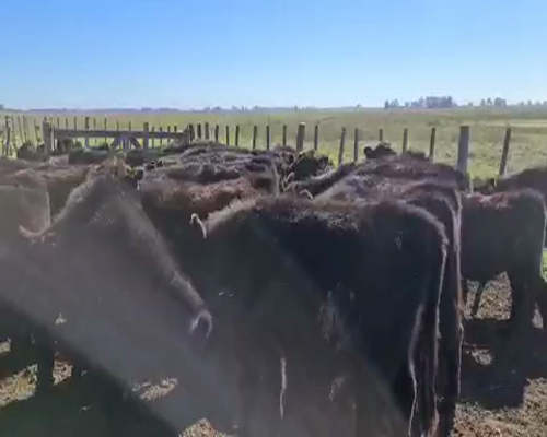 Lote 50 Terneros en Magdalena, Buenos Aires