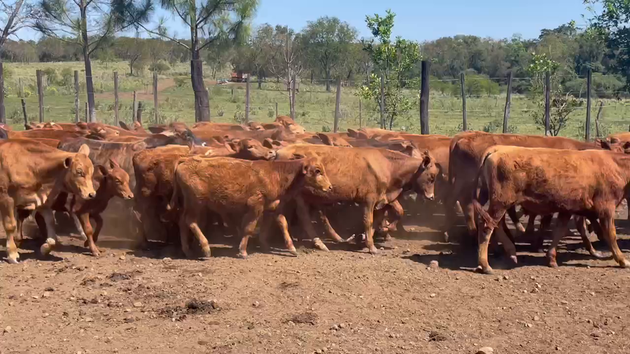 Lote 120 Terneros/as en Profundidad, Mendoza