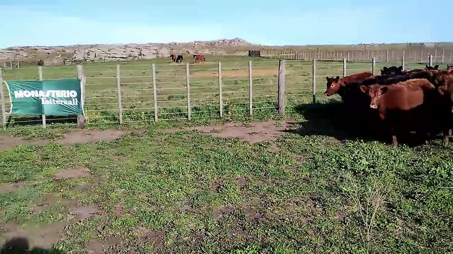 Lote 69 Terneras en Olavarría