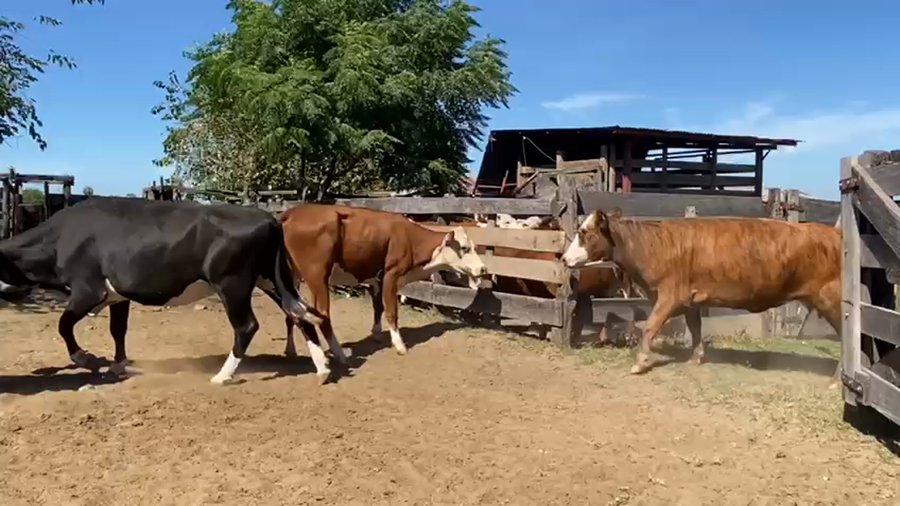 Lote 40 Vacas medio uso C/ gtia de preñez en Goya, Corrientes