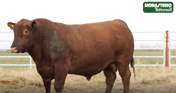 Lote TOROS GENERALES, CONTROLADOS Y REGISTRADOS