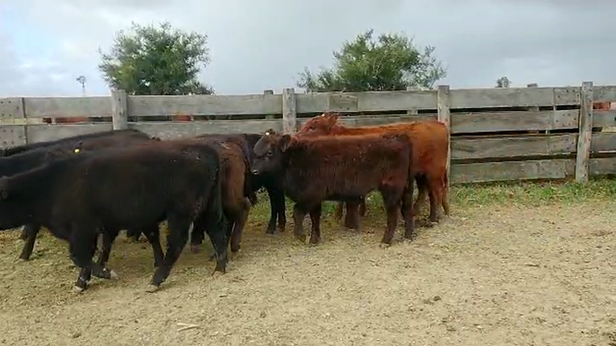 Lote 96 Terneros/as en Brandsen, Buenos Aires