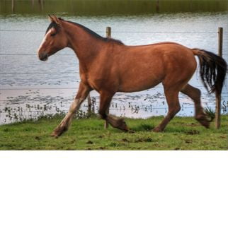 Lote FIERRO DEL CONVENTOS