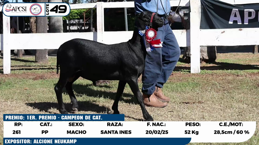 Lote LOTE 49