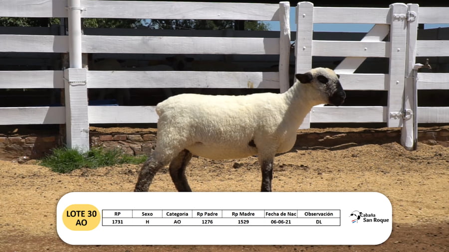 Lote Lote 30 - AO