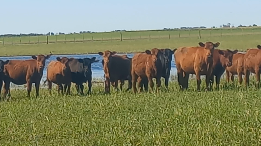 Lote 65 Terneras EN DAIREAUX