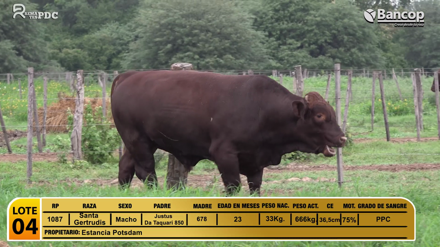 Lote Toros Santa Gertrudis a remate en Jueves 29 de mayo- Remates PDC, Boquerón