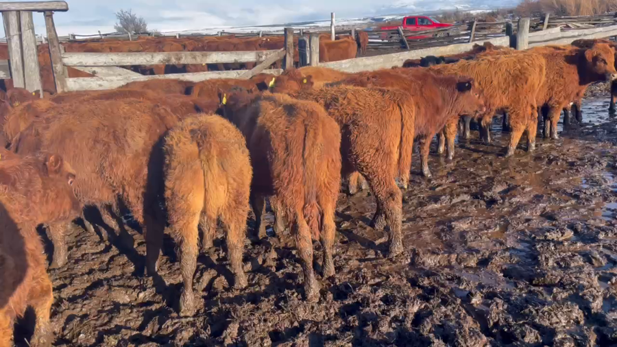 Lote 30 Ternero en Coyhaique, XI Región Aysén