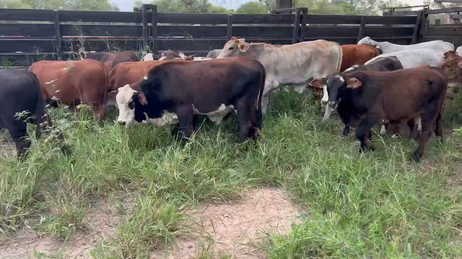 Lote 110 Terneros en Juan José Castelli, Chaco