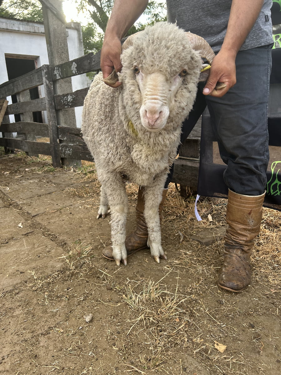 Lote Borrego 2D (MO: No)