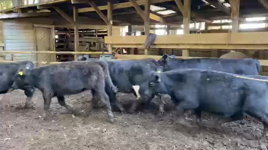 Lote 78 Ternera en Toltén, IX Región Araucanía